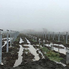 Solar park Veendam (NL)