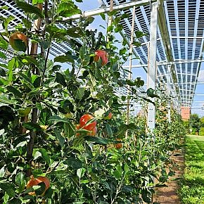 Six months later: the first harvest